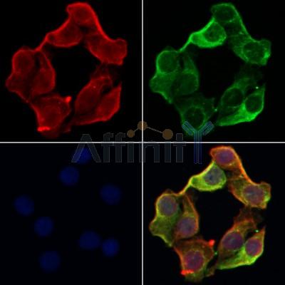 NXF1 Antibody - AF0375 staining Hela by IF/ICC.