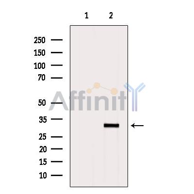 CIB3 Antibody - Western blot analysis of extracts from Hybridoma cells, using CIB3 Antibody.
