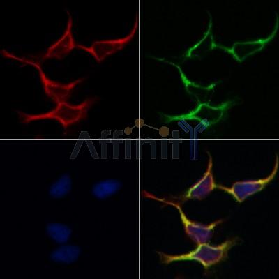 GAD1/2 Antibody - AF0711 staining Hela by IF/ICC.