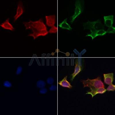 pan-AKT1/2/3 Antibody - AF0791 staining Hela by IF/ICC.
