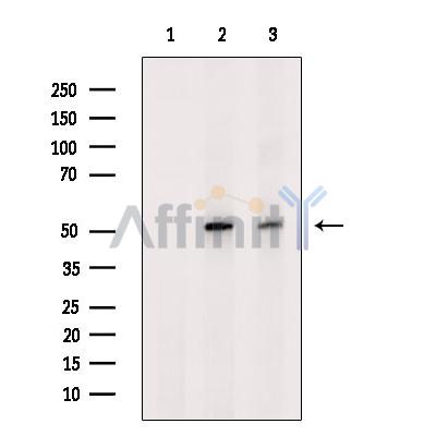 Smad9 Antibody - Western blot analysis of extracts from various samples, using Smad9 Antibody.