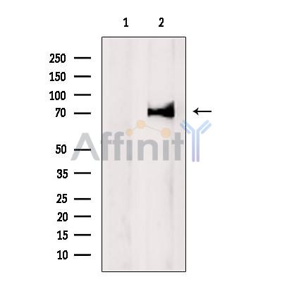 CD147 Antibody - Western blot analysis of extracts from Mouse  brain, using CD147 Antibody.