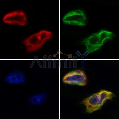 Cleaved-Caspase 9 (Asp330) Antibody - AF5244 staining Hela by IF/ICC.