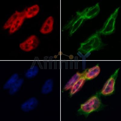 BUB3 Antibody - AF5252 staining Hela by IF/ICC.