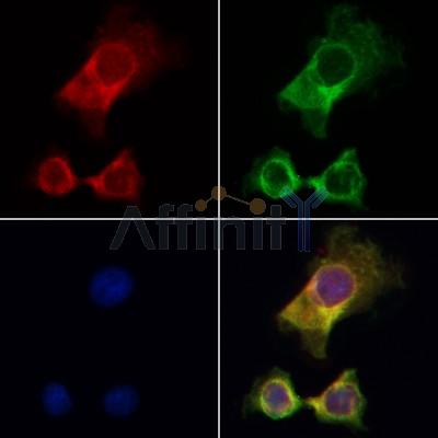 PERK Antibody - AF5304 staining HepG2 by IF/ICC.