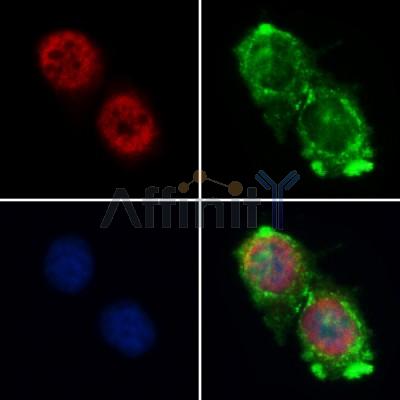 Cyclin A1 Antibody - AF5313 staining HepG2 by IF/ICC.