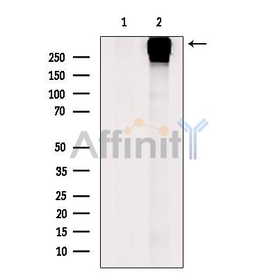 Ki67 Antibody - Western blot analysis of extracts from A2780, using Ki67 Antibody.
