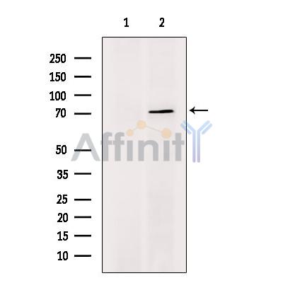 Nicalin Antibody - Western blot analysis of extracts from Mouse  heart, using Nicalin Antibody.