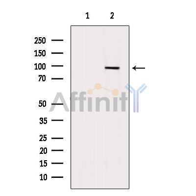 SECISBP2 Antibody - Western blot analysis of extracts from HepG2, using SECISBP2 Antibody.
