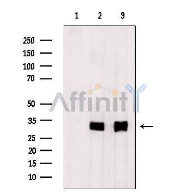 MPZL2 Antibody - Western blot analysis of extracts from various samples, using MPZL2 Antibody.