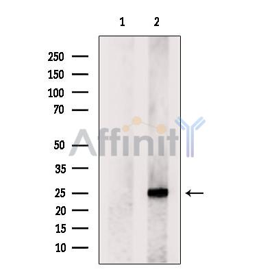 MXD1 Antibody - Western blot analysis of extracts from HepG2, using MXD1 Antibody.