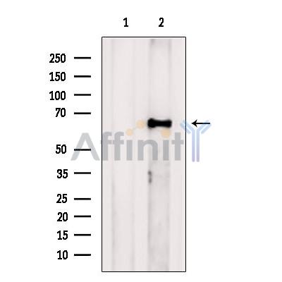 FAM134B Antibody - Western blot analysis of extracts from HepG2, using FAM134B Antibody.
