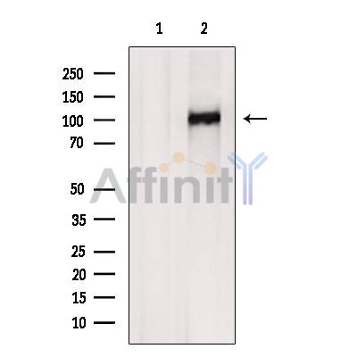 ASPP1 Antibody - Western blot analysis of extracts from HepG2, using ASPP1 Antibody.