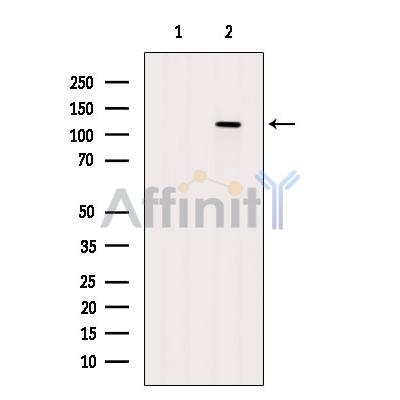 GPR64 Antibody - Western blot analysis of extracts from Mouse  heart, using GPR64 Antibody.