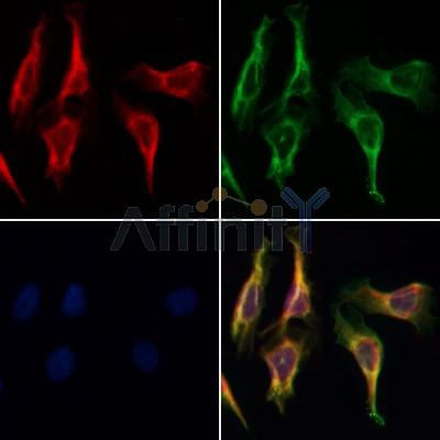 MARK3 Antibody - DF3135 staining Hela by IF/ICC.
