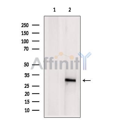 EIF3K Antibody - Western blot analysis of extracts from Rat  spleen, using EIF3K Antibody.