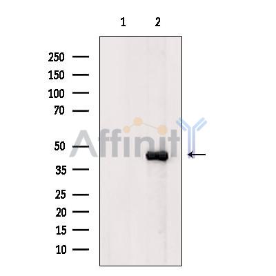KCNK4 Antibody - Western blot analysis of extracts from PC12, using KCNK4 Antibody.