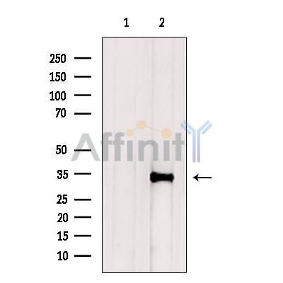 NeuN Antibody - Western blot analysis of extracts from Mouse  kidney, using NeuN Antibody.