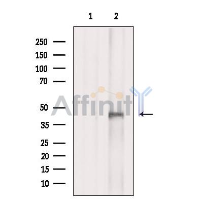 ADA Antibody - Western blot analysis of extracts from 293t, using ADA Antibody.