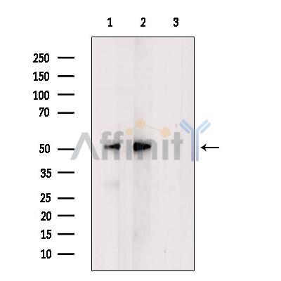 U2AF2 Antibody - Western blot analysis of extracts from various samples, using U2AF2 Antibody.