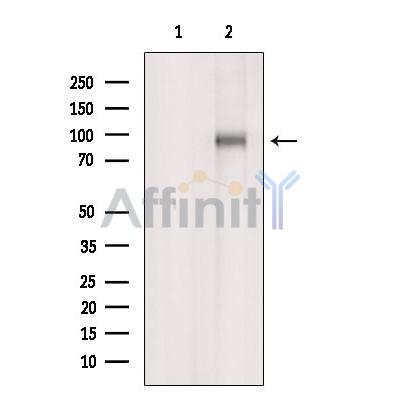 ILF3 Antibody - Western blot analysis of extracts from MCF7, using ILF3 Antibody.