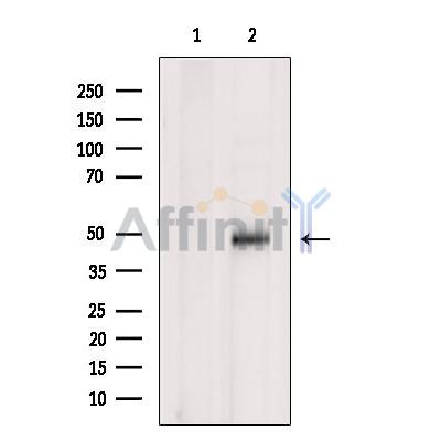 PDK4 Antibody - Western blot analysis of extracts from PC12, using PDK4 Antibody.