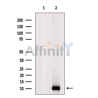 UFM1 Antibody - Western blot analysis of extracts from MCF7, using UFM1 Antibody.