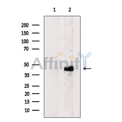DUX4 Antibody - Western blot analysis of extracts from Rat  brain, using DUX4 Antibody.