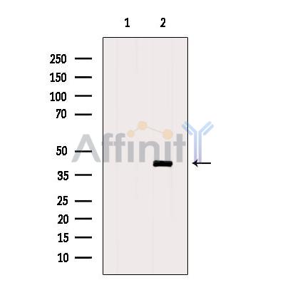 Inhibin beta C chain Antibody - Western blot analysis of extracts from Mouse  lung, using Inhibin beta-C Antibody.