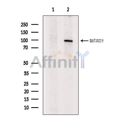 BMP1 Antibody - Western blot analysis of extracts from C6, using BMP1 Antibody.