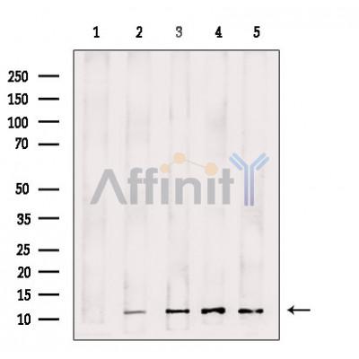 Histone H4 Antibody - Western blot analysis of extracts from various samples, using Histone H4 Antibody.