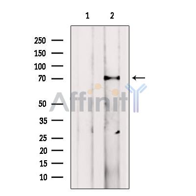 VPS33B Antibody - Western blot analysis of extracts from MCF7, using VPS33B Antibody.