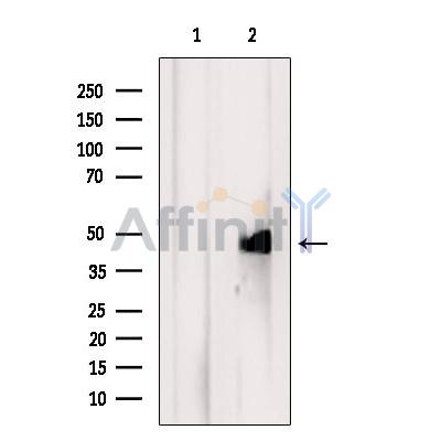 TIMM44 Antibody - Western blot analysis of extracts from Mouse  brain, using TIMM44 Antibody.