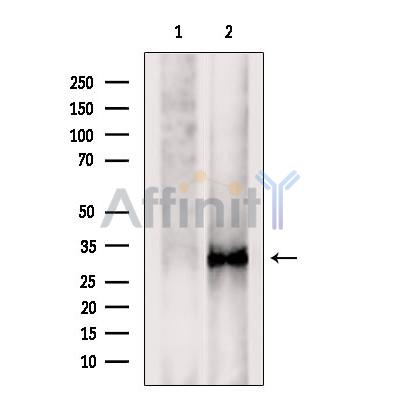 TM158 Antibody - Western blot analysis of extracts from Hybridoma cells, using TM158 Antibody.