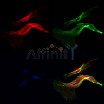 NG2 Antibody - DF12589 staining Hela cells by IF/ICC.