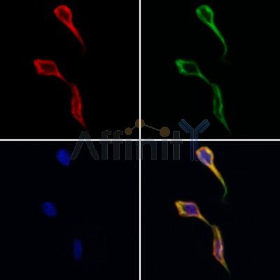 DNAJB12 Antibody - DF12598 staining Hela cells by IF/ICC.