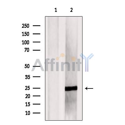 FAM3C Antibody - Western blot analysis of extracts from MCF7, using FAM3C Antibody.