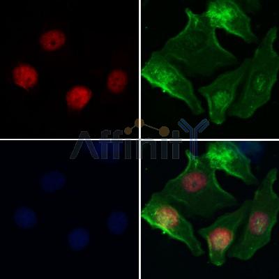 HELLS Antibody - DF12631 staining Hela cells by IF/ICC.