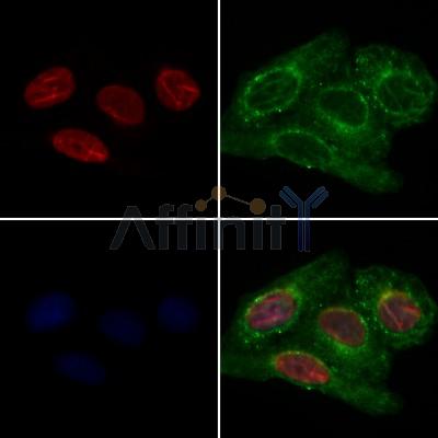 QKI Antibody - DF12715 staining Hela cells by IF/ICC.
