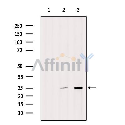 SNRPN Antibody - Western blot analysis of extracts from various samples, using SNRPN Antibody.
