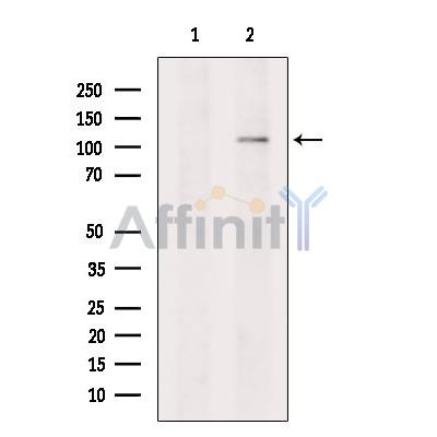 AFAP1 Antibody - Western blot analysis of extracts from HepG2 cells, using AFAP1 Antibody.
