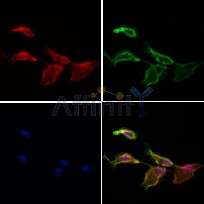 C14orf102 Antibody - DF12862 staining Hela cells by IF/ICC.