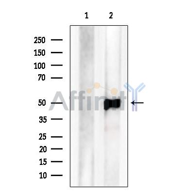 C14orf39 Antibody - Western blot analysis of extracts from MCF7, using C14orf39 Antibody.