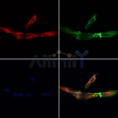 C1orf163 Antibody - DF12866 staining Hela cells by IF/ICC.