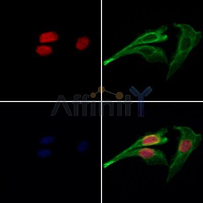 CDC26 Antibody - DF12891 staining Hela cells by IF/ICC.