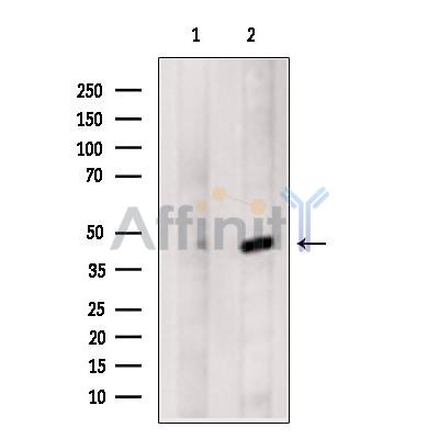 Connexin-46 Antibody - Western blot analysis of extracts from MCF7, using Connexin-46 Antibody.