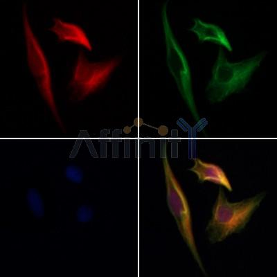 CPNE6 Antibody - DF12913 staining Hela cells by IF/ICC.