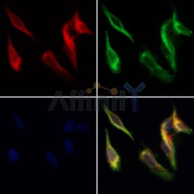 CRISP3 Antibody - DF12915 staining Hela cells by IF/ICC.