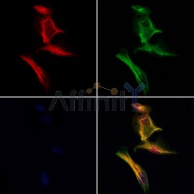 DMXL2 Antibody - DF12946 staining Hela cells by IF/ICC.