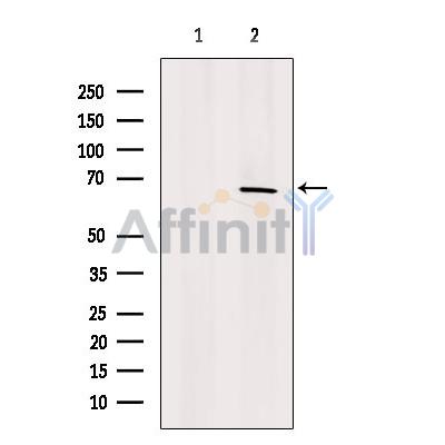 FAM13A Antibody - Western blot analysis of extracts from 293t, using FAM13A Antibody.